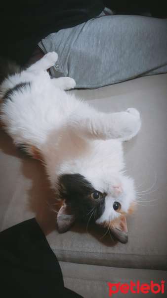 Norwegian Forest, Kedi  Mimi fotoğrafı