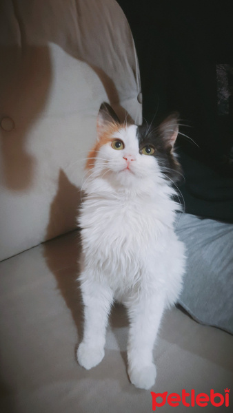 Norwegian Forest, Kedi  Mimi fotoğrafı