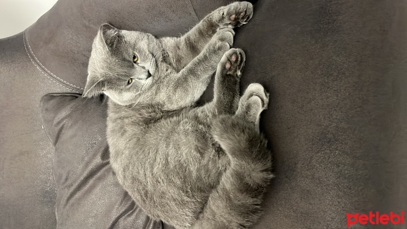 British Shorthair, Kedi  Bambi fotoğrafı