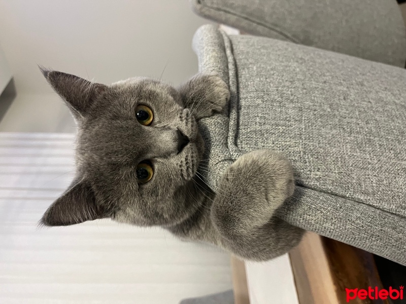 British Shorthair, Kedi  Bambi fotoğrafı