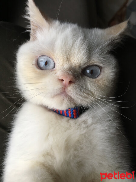 Exotic Shorthair, Kedi  Casper fotoğrafı