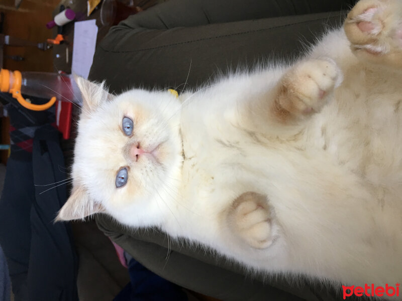 Exotic Shorthair, Kedi  Casper fotoğrafı