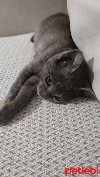 Tekir Kedi, Kedi  Luna fotoğrafı