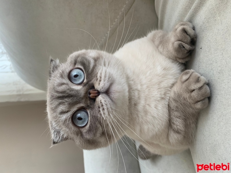 Scottish Fold, Kedi  Paşa fotoğrafı