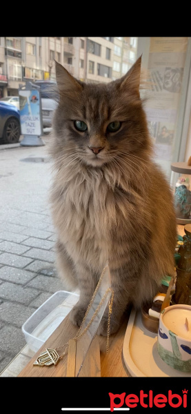Norwegian Forest, Kedi  Dobi fotoğrafı