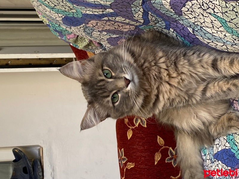 Norwegian Forest, Kedi  Dobi fotoğrafı