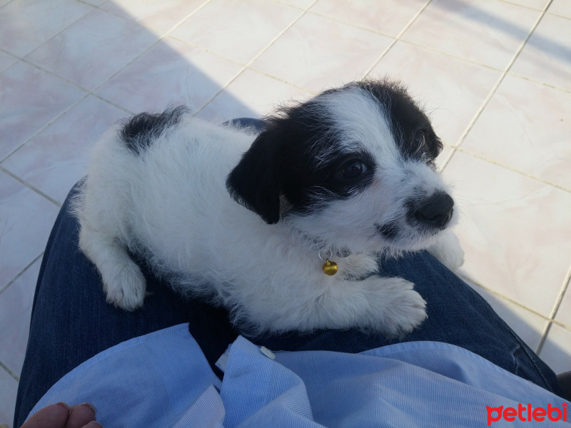 Maltese, Köpek  Barney fotoğrafı