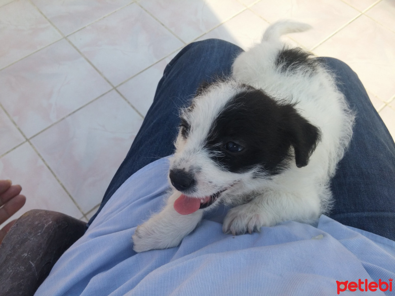 Maltese, Köpek  Barney fotoğrafı