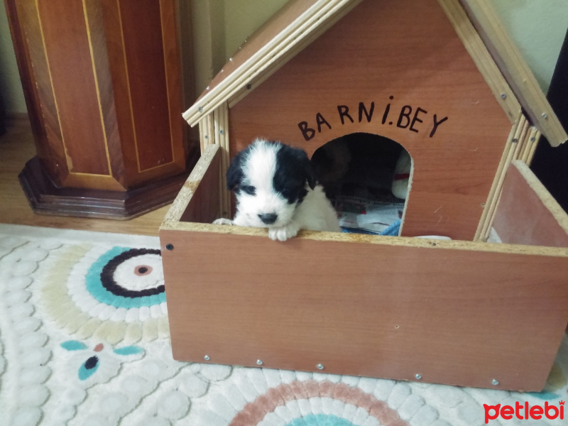 Maltese, Köpek  Barney fotoğrafı
