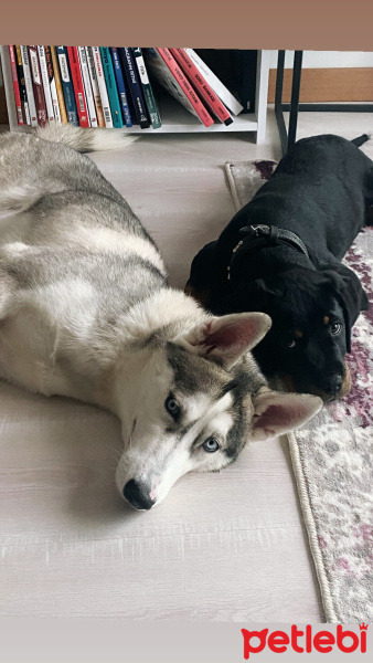 Sibirya Kurdu (Husky), Köpek  Hera fotoğrafı