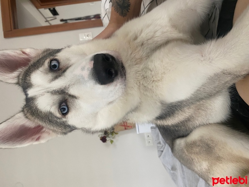 Sibirya Kurdu (Husky), Köpek  Hera fotoğrafı