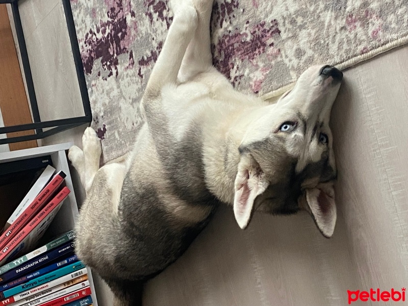 Sibirya Kurdu (Husky), Köpek  Hera fotoğrafı
