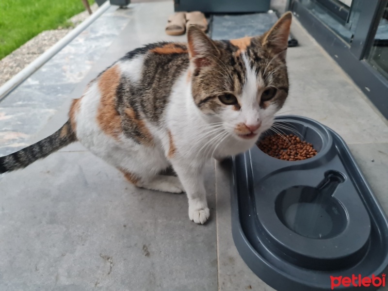 Bengal, Kedi  Lila fotoğrafı