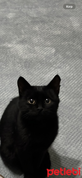 Bombay, Kedi  Gece fotoğrafı