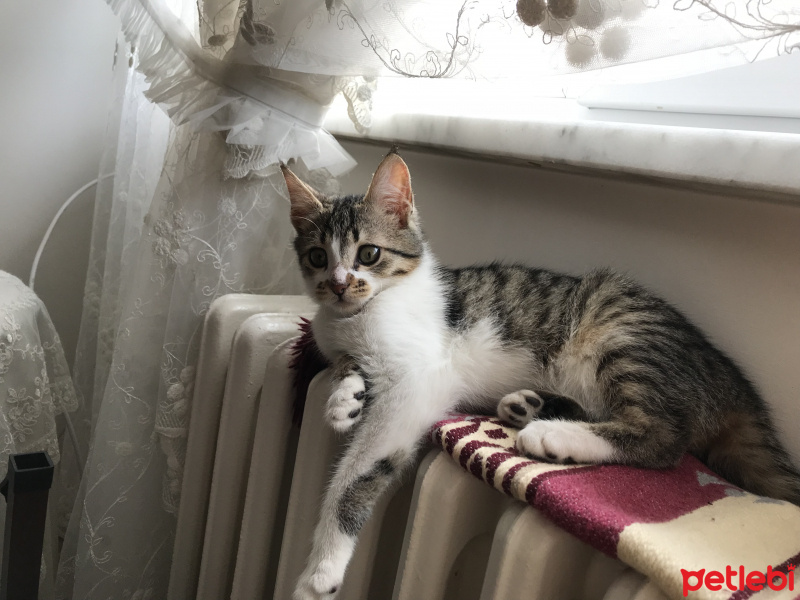 Tekir Kedi, Kedi  Venüs fotoğrafı