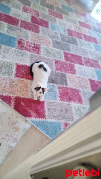 Tekir Kedi, Kedi  Pamuk fotoğrafı