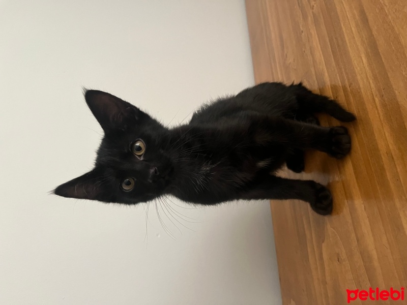 Tekir Kedi, Kedi  Leo fotoğrafı