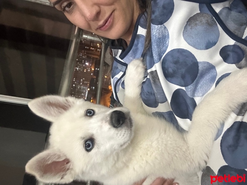 Sibirya Kurdu (Husky), Köpek  Alex fotoğrafı