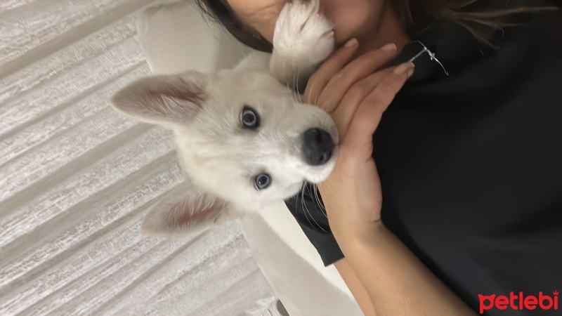 Sibirya Kurdu (Husky), Köpek  Alex fotoğrafı