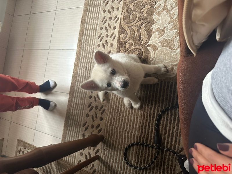 Sibirya Kurdu (Husky), Köpek  Alex fotoğrafı