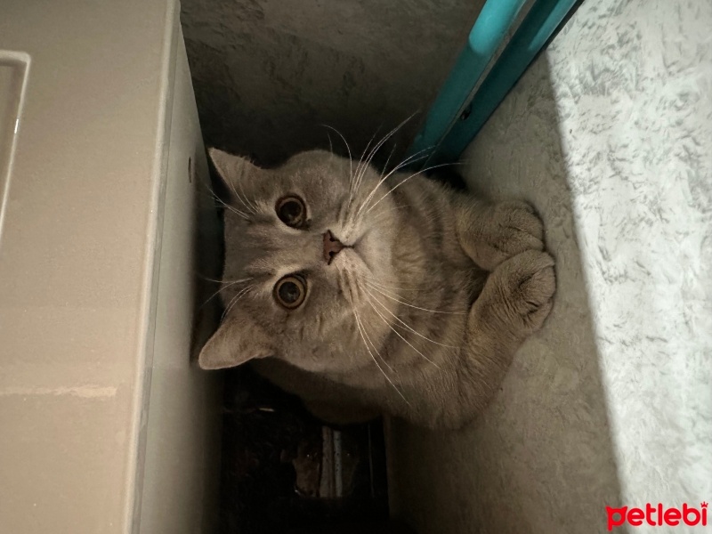 British Shorthair, Kedi  Gofret duman fotoğrafı