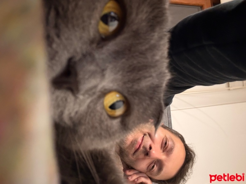 Scottish Fold, Kedi  Bonbon fotoğrafı