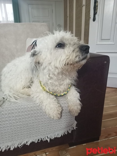 Glen of Imaal Terrier, Köpek  Lokum fotoğrafı