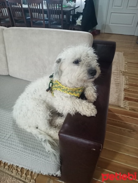 Glen of Imaal Terrier, Köpek  Lokum fotoğrafı