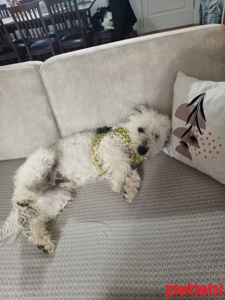 Glen of Imaal Terrier, Köpek  Lokum fotoğrafı