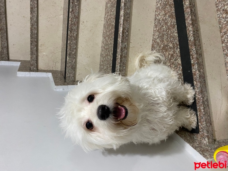 Maltese, Köpek  Bobby fotoğrafı