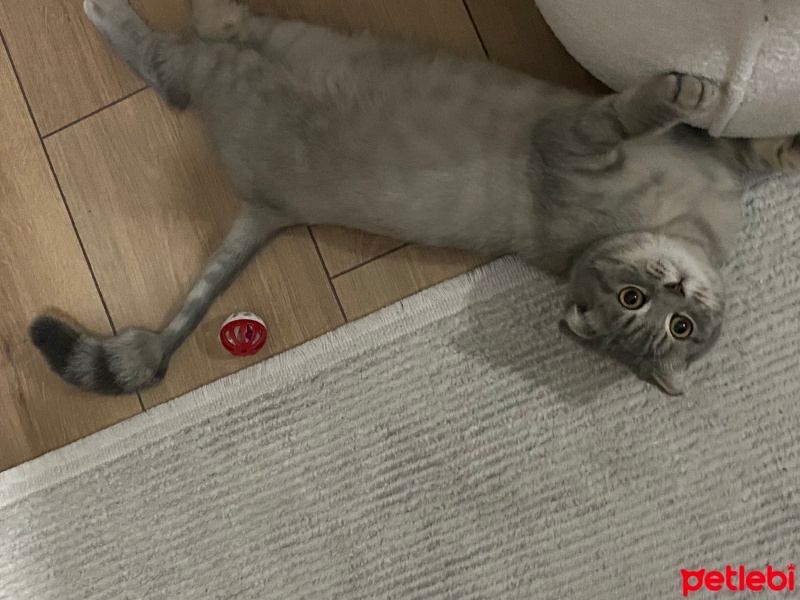 British Shorthair, Kedi  Şila fotoğrafı