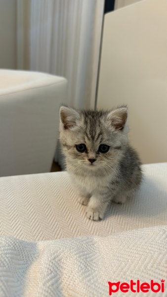 British Shorthair, Kedi  Mila fotoğrafı