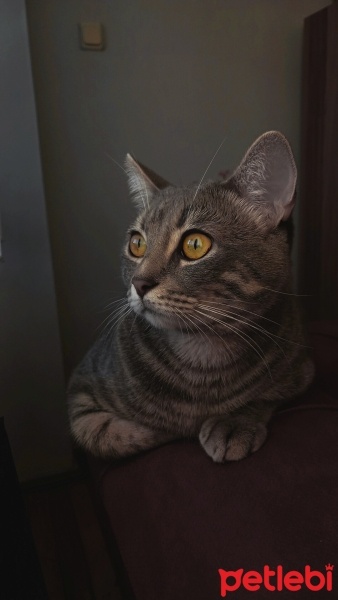 Tekir Kedi, Kedi  Misha fotoğrafı