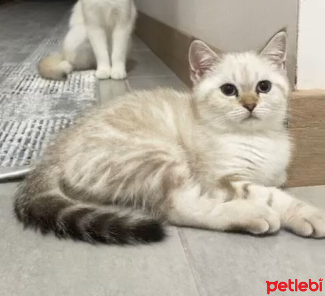 British Shorthair, Kedi  Latte fotoğrafı