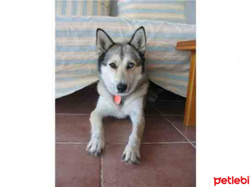 Sibirya Kurdu (Husky), Köpek  efe fotoğrafı