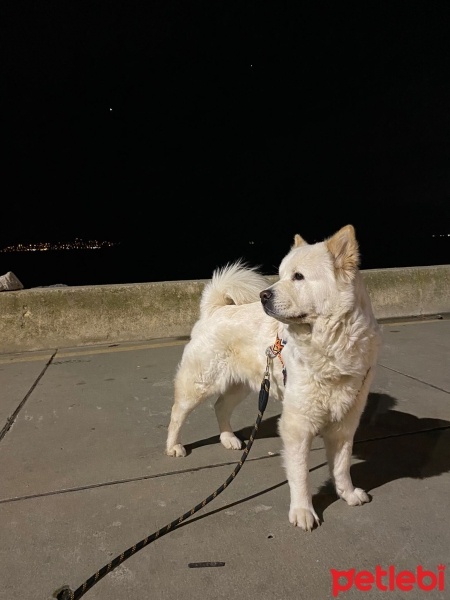 Chow Chow (çin Aslanı), Köpek  Cesur fotoğrafı