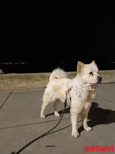 Chow Chow (çin Aslanı), Köpek  Cesur fotoğrafı