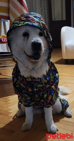 Chow Chow (çin Aslanı), Köpek  Cesur fotoğrafı