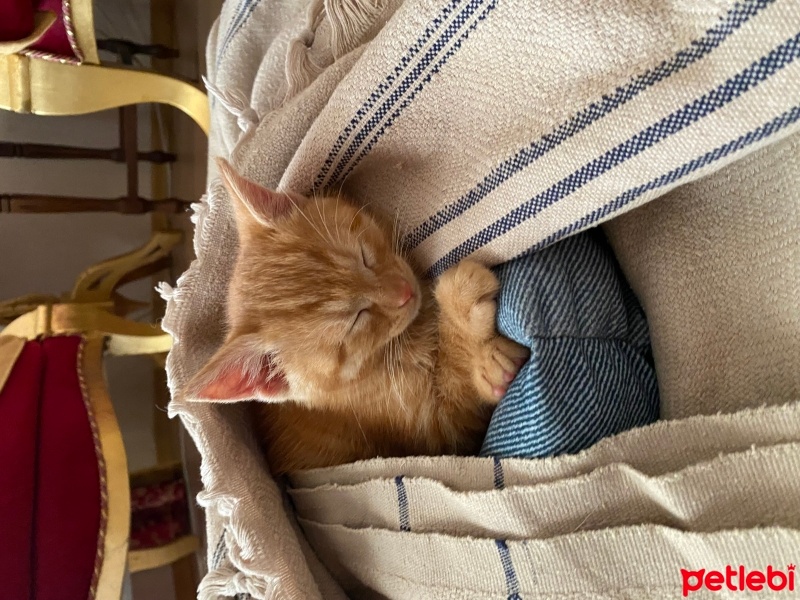 Sarman, Kedi  Bobby fotoğrafı