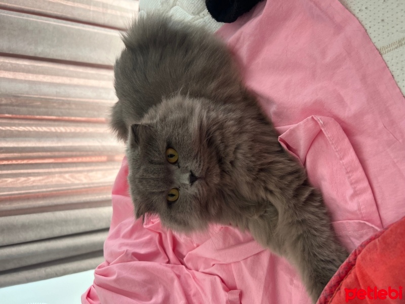 Scottish Fold, Kedi  Şilo can fotoğrafı