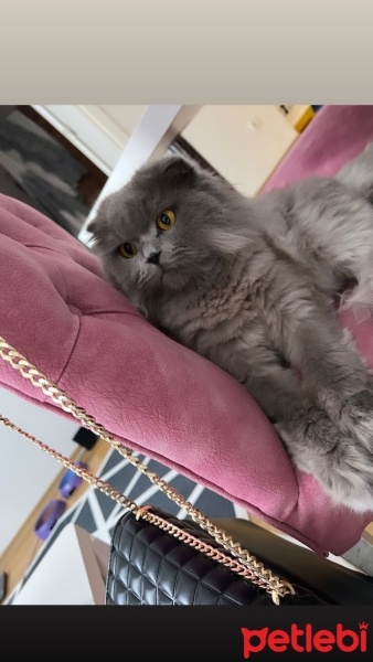 Scottish Fold, Kedi  Şilo can fotoğrafı