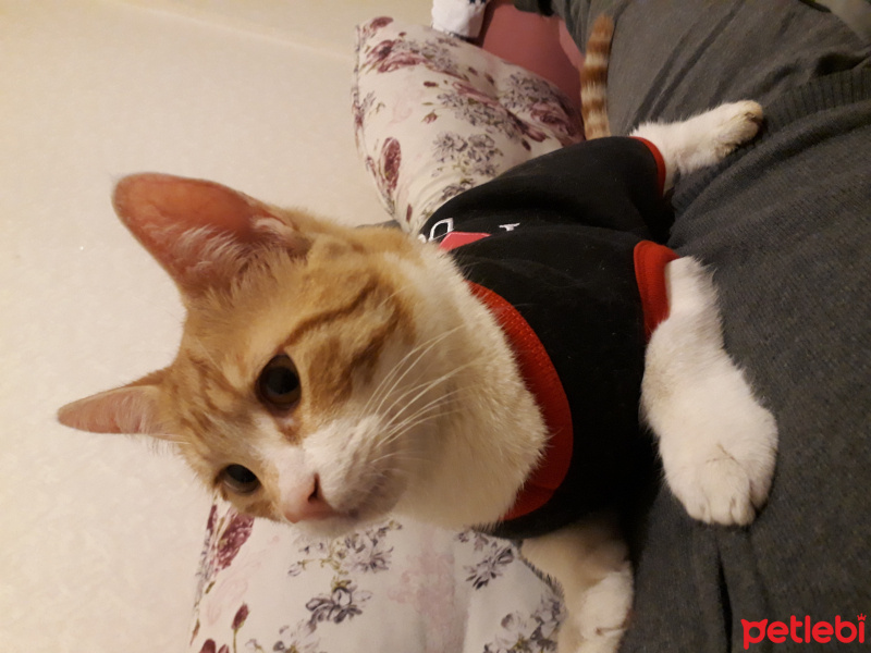 Tekir Kedi, Kedi  Çiko fotoğrafı
