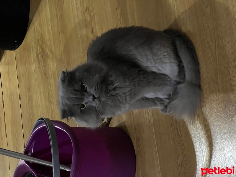 Scottish Fold, Kedi  Şilo can fotoğrafı