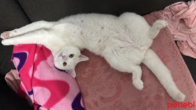 Scottish Fold, Kedi  PAMUK fotoğrafı