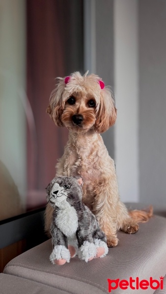 Poodle(Standart Kaniş), Köpek  shera fotoğrafı