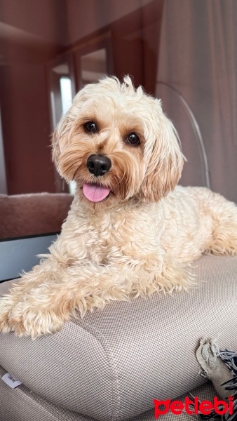 Poodle(Standart Kaniş), Köpek  shera fotoğrafı