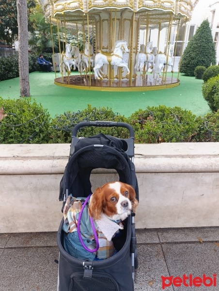 Cavalier King Charles Spanieli, Köpek  Oskar fotoğrafı