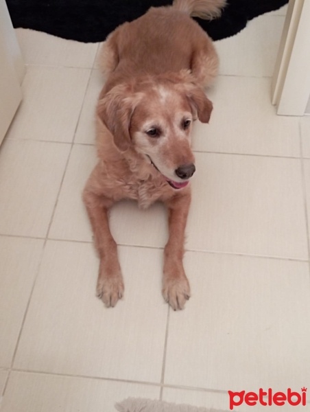 Golden Retriever, Köpek  TARÇIN fotoğrafı