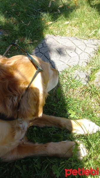 Golden Retriever, Köpek  TARÇIN fotoğrafı