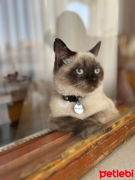 British Longhair, Kedi  Hera fotoğrafı